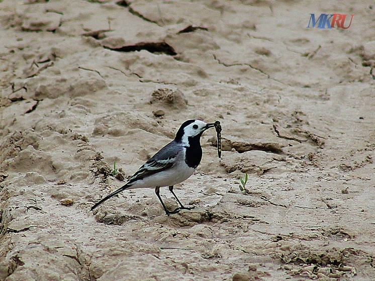 Юных калужан призывают помочь птицам