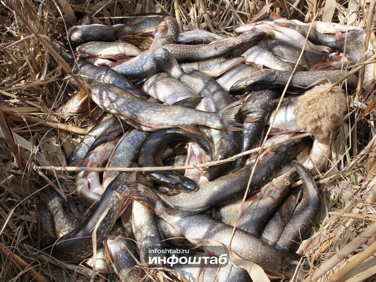 С 11 декабря в Астраханской области ввели запрет на вылов щуки