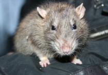 Прочувствовать на себе драму Щелкунчика довелось жильцам десятого дома по улице Дружбы в подмосковных Химках