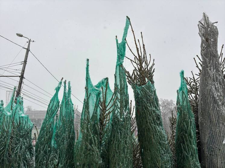 Первые елочные базары заработали в Пензе