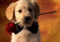 Дни рождения 10 декабря