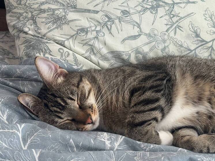 Отношения людей и домашних животных часто оказываются куда сложнее, чем кажется на первый взгляд. Особенно это касается кошек: они живут рядом с человеком, но сохраняют характер, самостоятельность и собственные правила выбора «своих» людей. Почему питомец тянется к одному члену семьи и игнорирует другого, объясняет специалист по питанию и поведению кошек Probalance Софья Васильева.