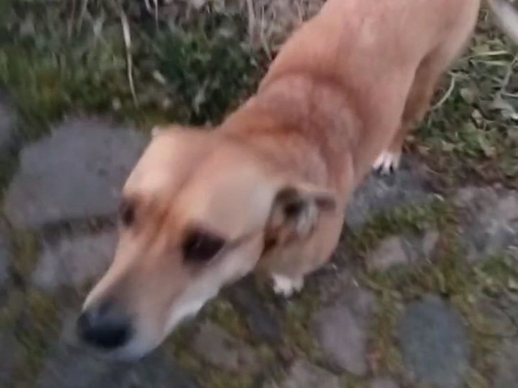 Белгородка попросила защитить детей от бродячих собак в Стрелецком