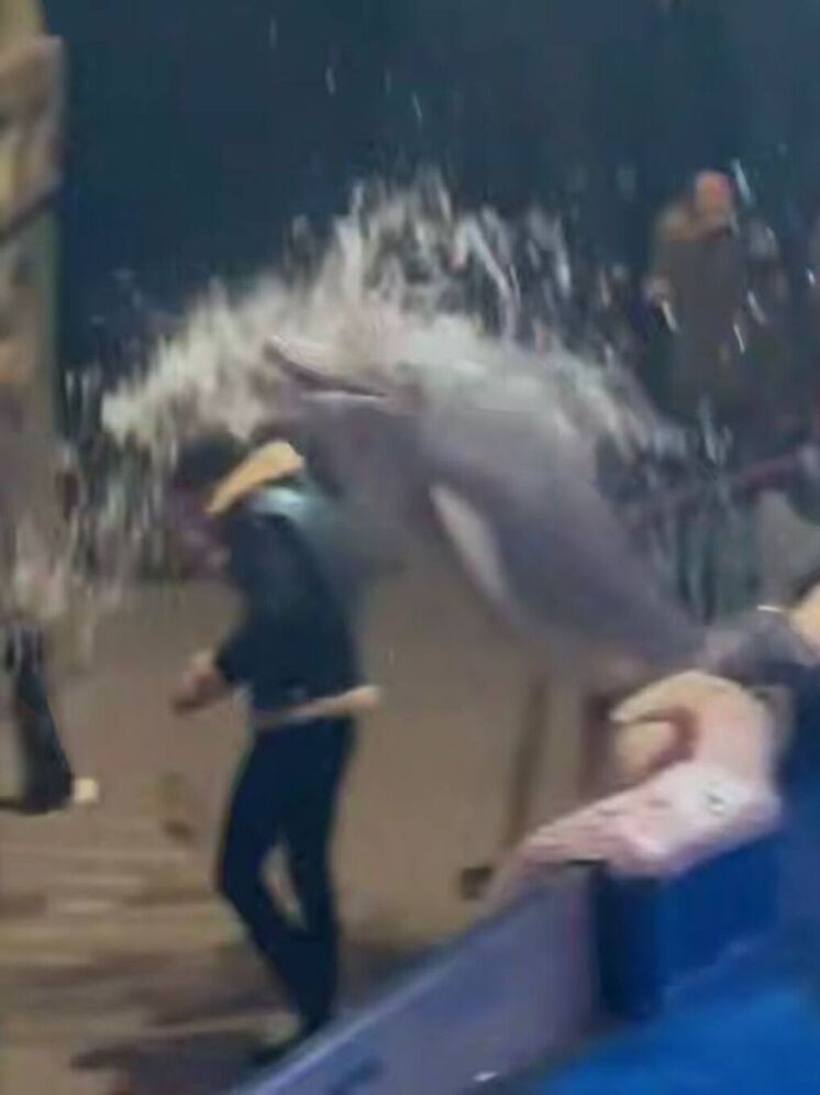 Белуха в китайском океанариуме залила водой мужчину-курильщика