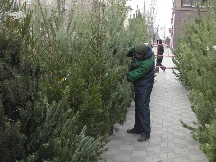 Елочные базары в Астрахани заработают с 15 декабря