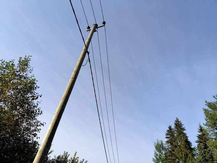 Под Тюменью труп кота висит на трансформаторной будке три месяца