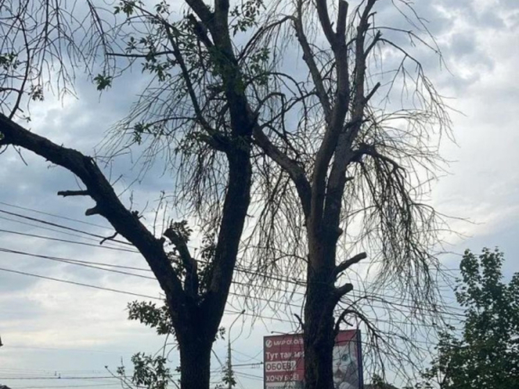 В Ростове весной 2026 года на проспекте 40-летия Победы высадят молодые саженцев