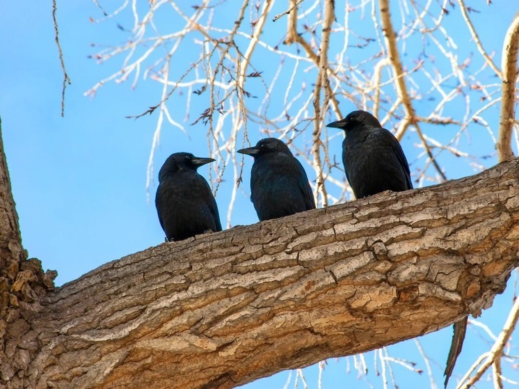 Завтра приметы расскажут о погоде в Калмыкии