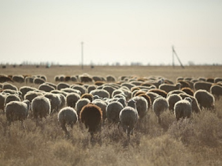 В Волгоградской области по факту присвоения овец возбудили уголовное дело