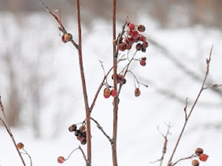 В Астраханской области 10 декабря прогнозируется дождь со снегом