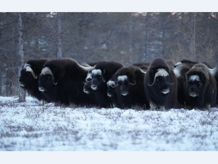 Ямальские овцебыки приедут в Пермский зоопарк