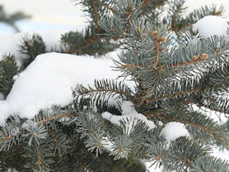 Народные приметы: чего нельзя делать 10 декабря, в Романов день