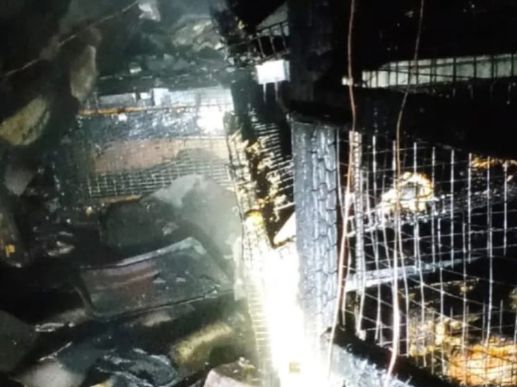 Замыкание проводки в Курской области привело к гибели 80 домашних птиц