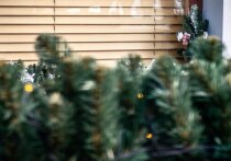 Типично приморский декабрь принесет снег и ветер
Близятся новгодние каникулы, а вместе с тем, погода стремительно меняется, готовя приморцев к новым ударам стихии