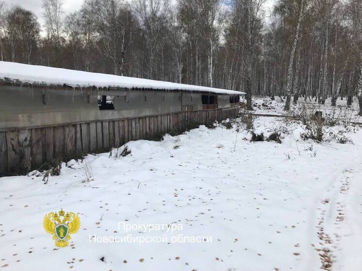 Суд обязал снести постройки и оштрафовал директора за незаконное использование леса в Сузунском районе