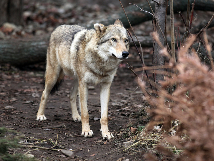 В Индии волк утащил четырехмесячного младенца из дома