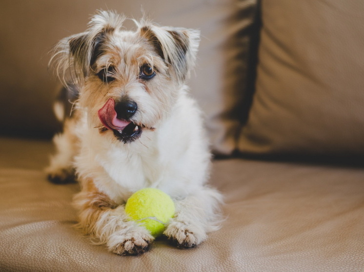 11 способов причинить боль вашей собаке — проверьте, не делаете ли вы это каждый день