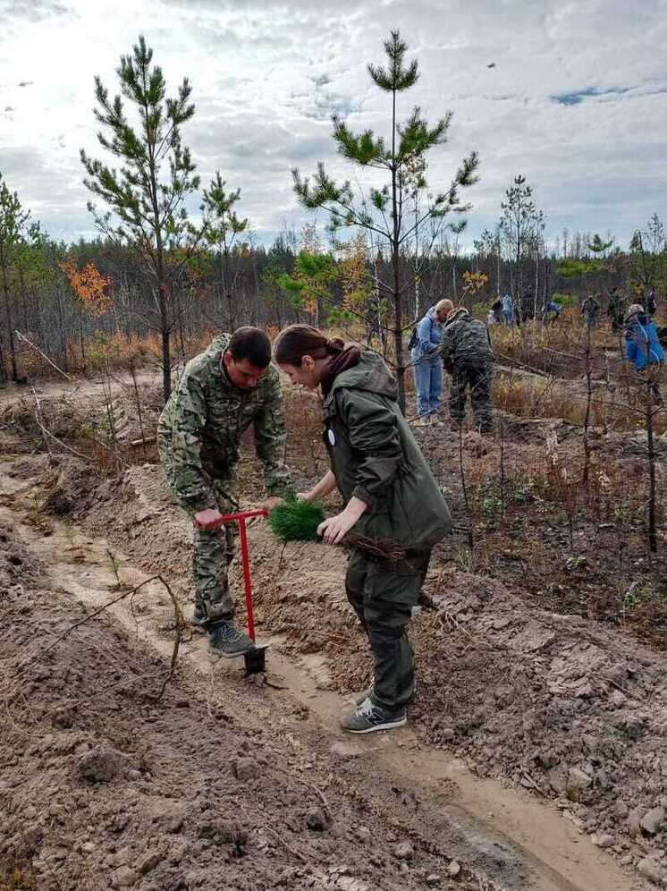 Томская область перевыполнила годовой план по лесовосстановлению