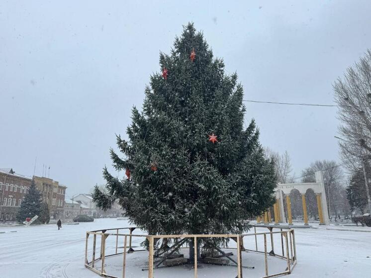 В Энгельсе на центральной площади установили ель, спиленную в жилом квартале