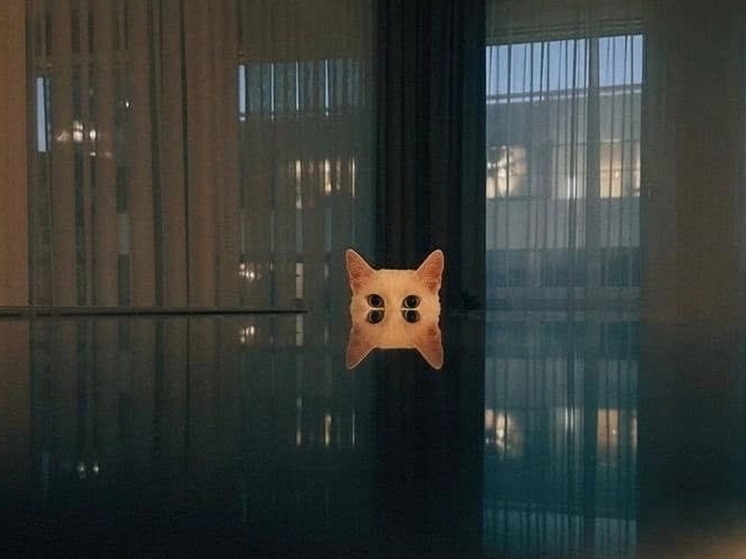 Ветеринар раскрыла простой способ: как навсегда избавиться от запаха в кошачьем туалете – натуральный метод без лишних затрат