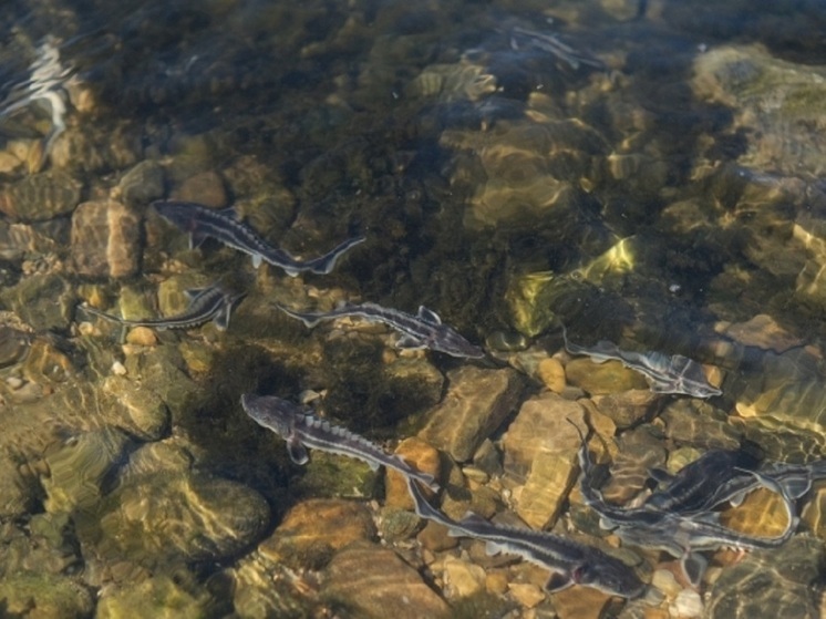 14,5 млн мальков рыбы выпустили в волгоградские водоемы в 2025 году