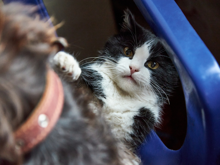 Подросток в Новосибирске систематически издевается над животными, размещая видео в соцсетях