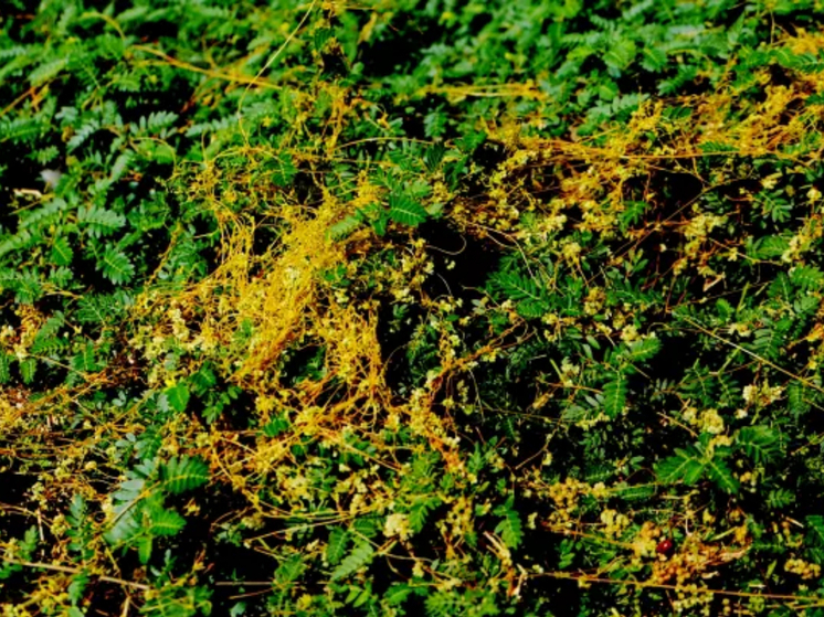 В Ростовской области ввели очередной карантин из-за распространения повилики