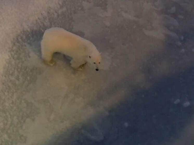 Экипаж атомного ледокола «50 лет Победы» повстречал арктического «Винни-Пуха»