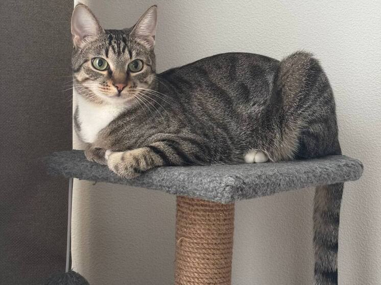 В Мурманской области напомнили об опасности новогодних игрушек для питомцев