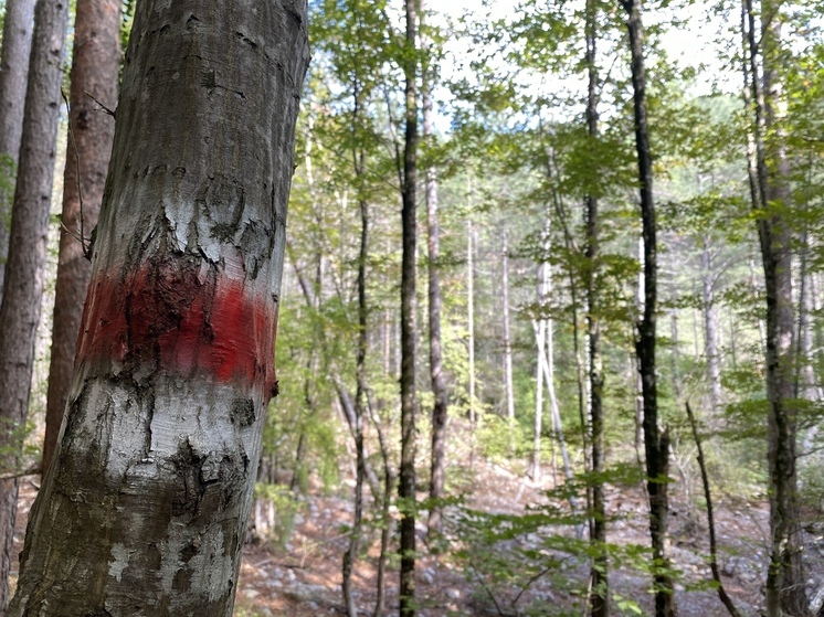 В Ялте с 10 декабря закрыли экологические тропы на Ай-Петри из-за погоды