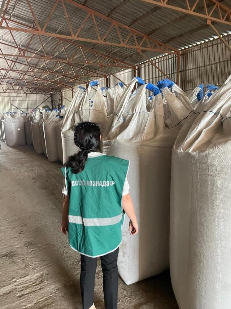 Чувашия увеличила экспорт семян горчицы в пять раз