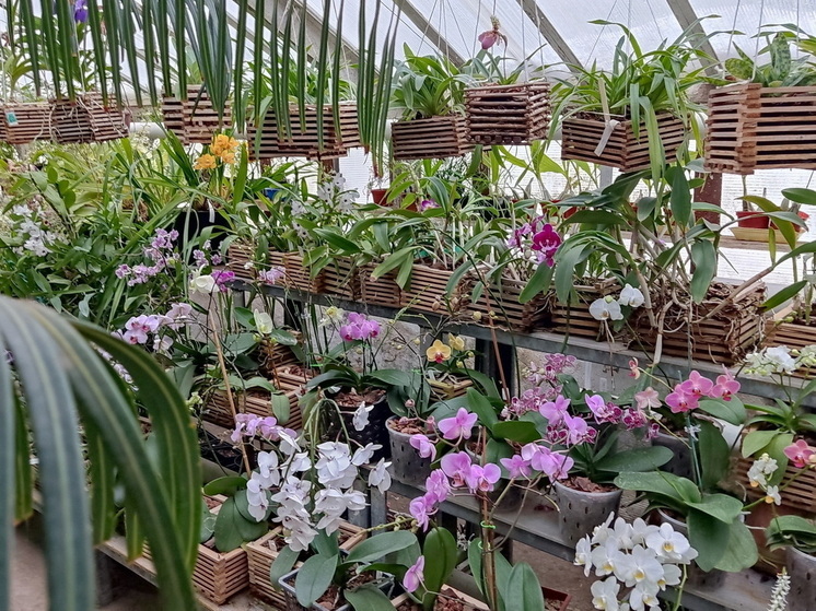 Из оранжереи йошкар-олинского Ботсада крадут ценные растения