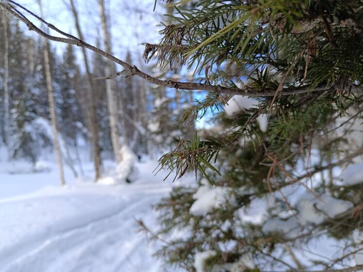 Пик трескучих морозов ожидается в Алтайском крае 11 декабря