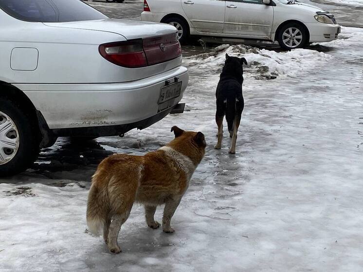 Похоронщики займутся содержанием бродячих собак в Бийске