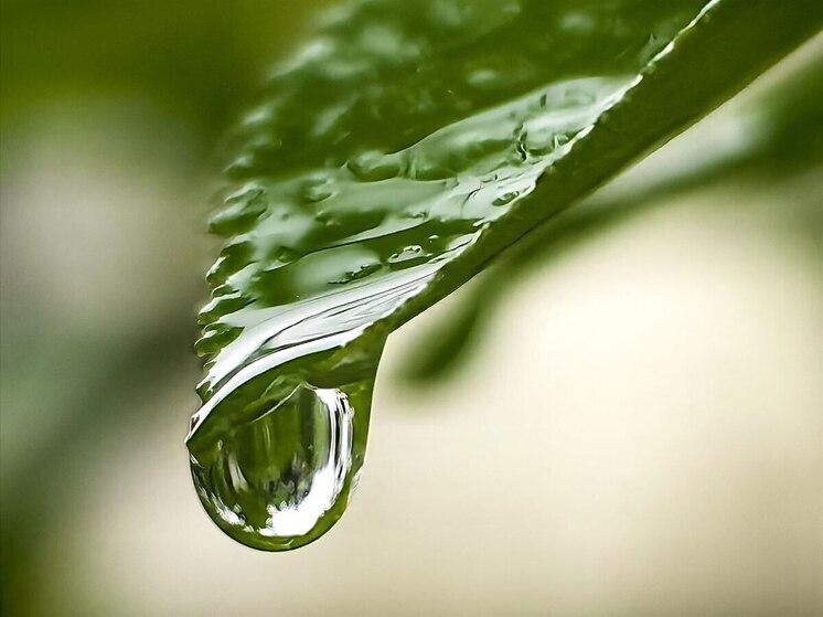 Будущее экологии создавали в Зеленоградске