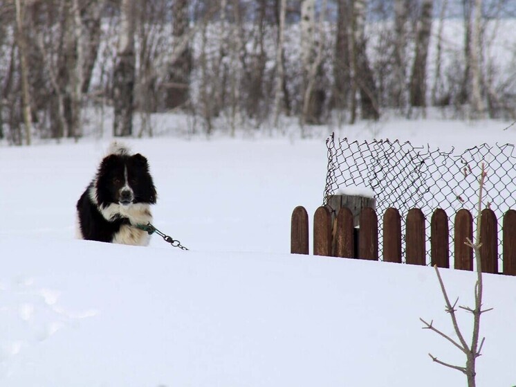 В Омской области расширили список территорий, где введён карантин по бешенству