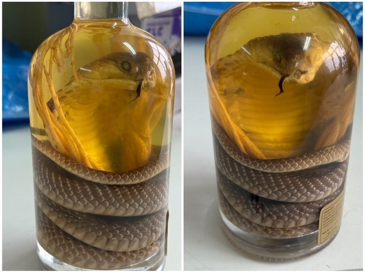 В Барнауле у туристки из Вьетнама изъяли «змеиное вино» с редкой коброй