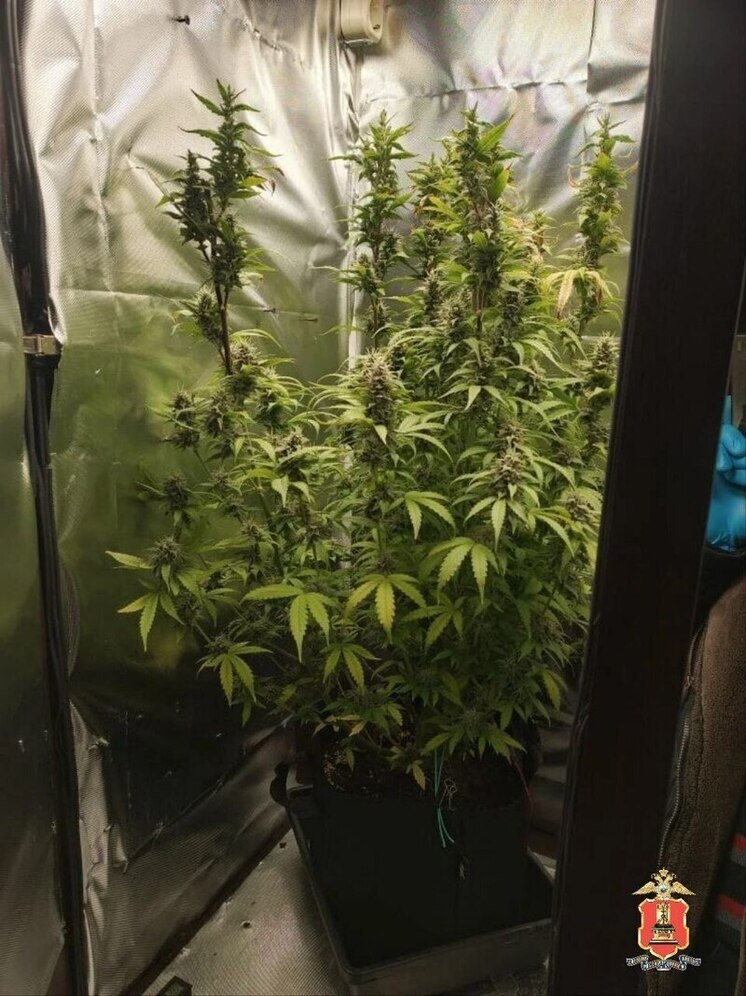 Житель Тверской области выращивал марихуану для продажи в соседнем регионе