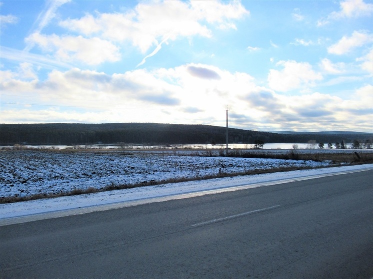 Семью лебедей спасли от морозов в Свердловской области