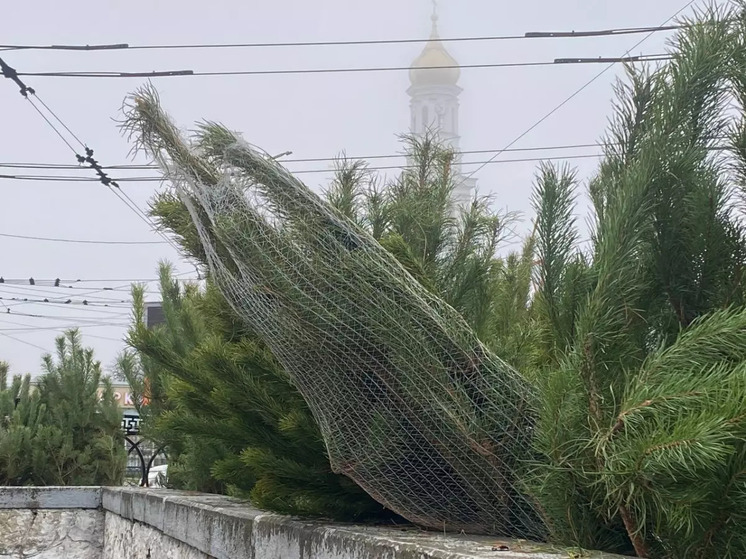 Жителям Ростовской области может грозить уголовное преследования за самовольный сруб елки