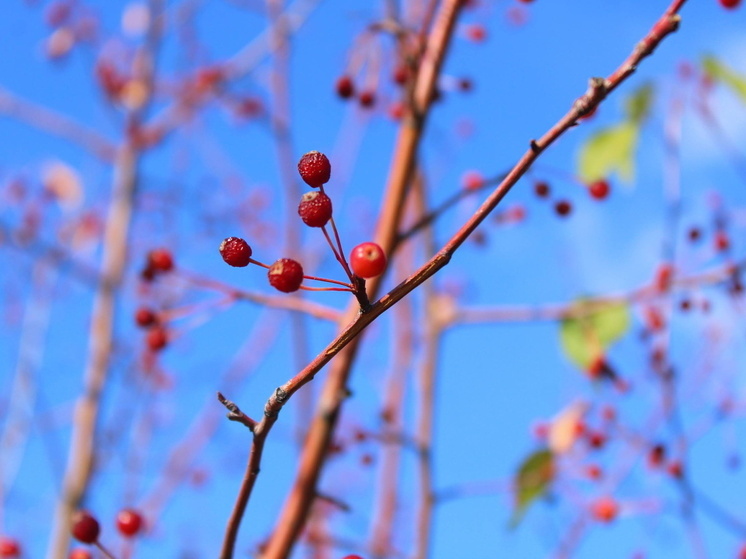 Омичей приглашают создавать арт-объекты в виде снегиря