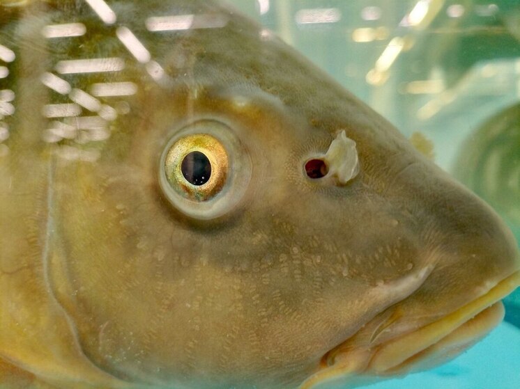 В Мурманской области браконьеров лишили лодки и оштрафовали на 450 тысяч