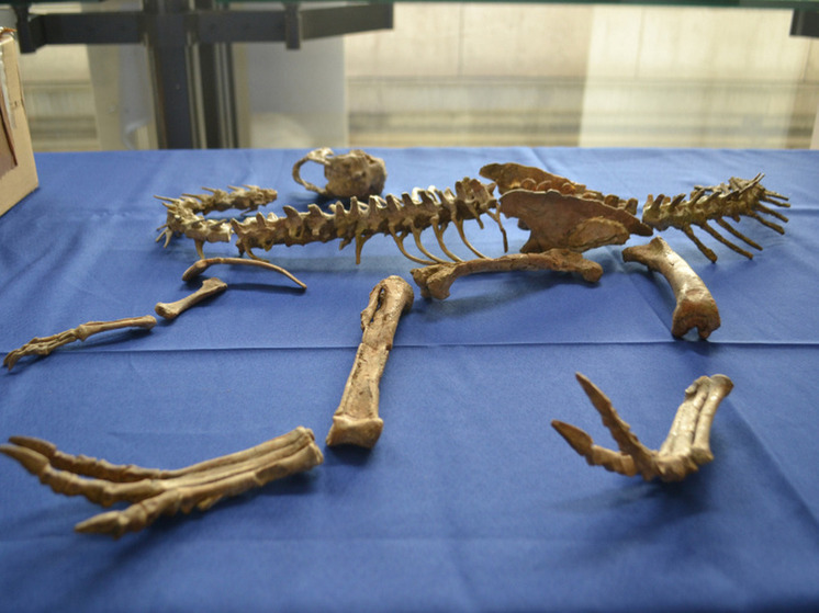 Франция вернула Монголии украденных динозавров