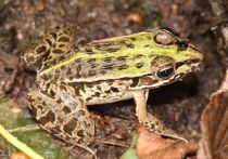 Японские прудовые лягушки обладают удивительной сверхспособностью: они спокойно поедают самых крупных и ядовитых шершней в мире, включая известного «шершня-убийцу», чей укус смертелен для мыши и разрушителен для пчелиной колонии