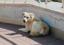 В Пензе вновь обострилась тема безопасности на улицах из-за стай бродячих собак. На этот раз жалоба поступила от жителя района Шуист, который рассказал о нескольких инцидентах, произошедших в последние дни.
