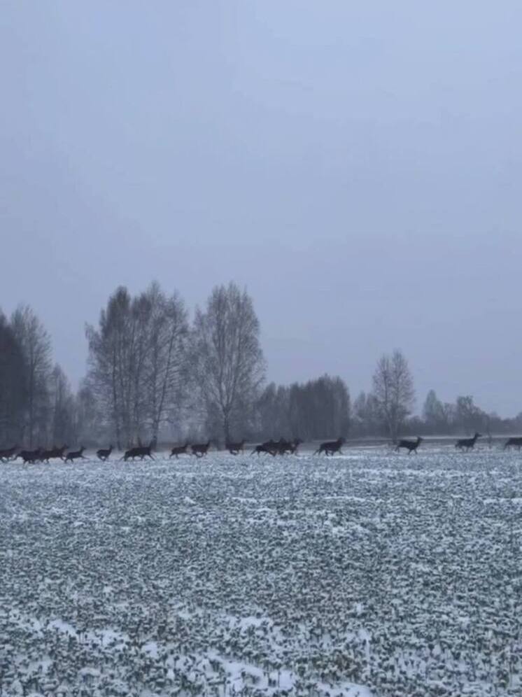 В моршанские леса выпустили 100 особей оленей для восстановления популяции
