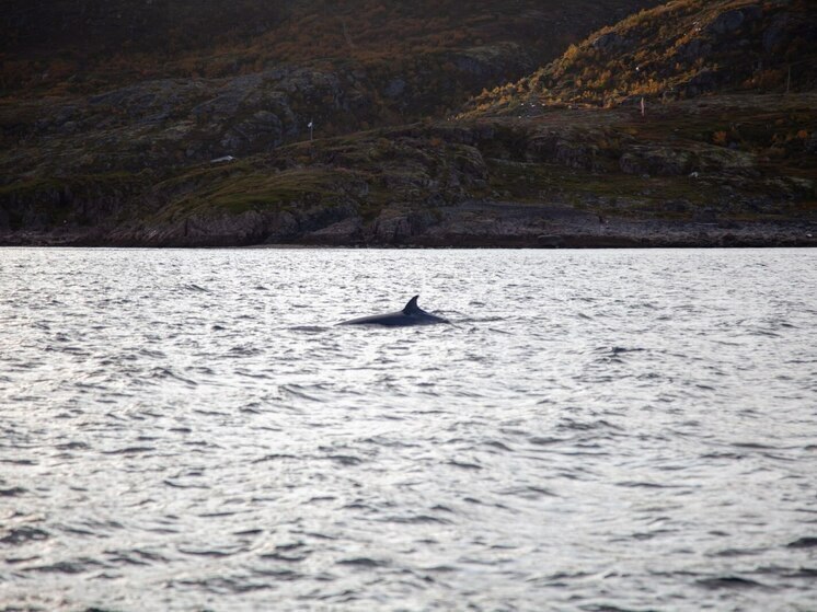 Мурманский биолог пожаловалась на угрозы из-за работы над китовыми правилами