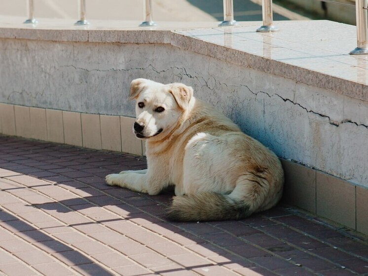 Жители района Шуист в Пензе жалуются на бродячих собак на улицах