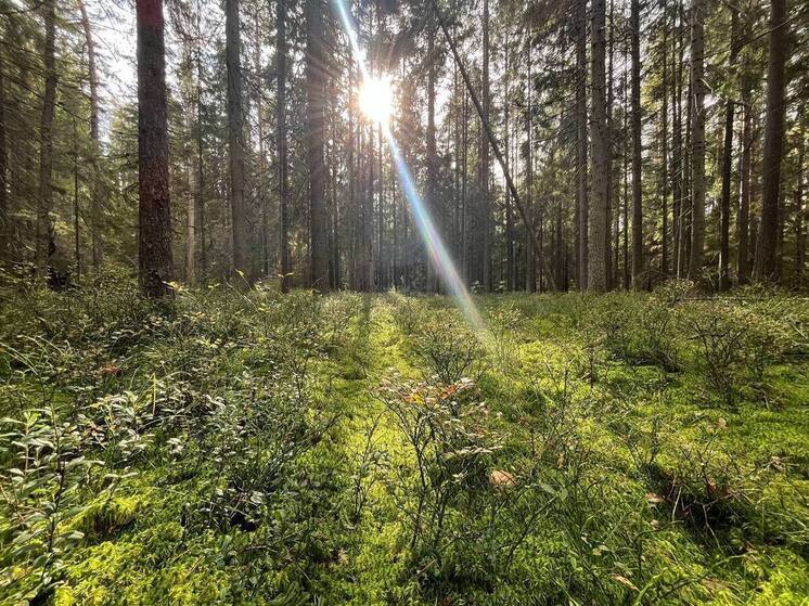 Краснокнижные прострелы восстановят в Ленобласти