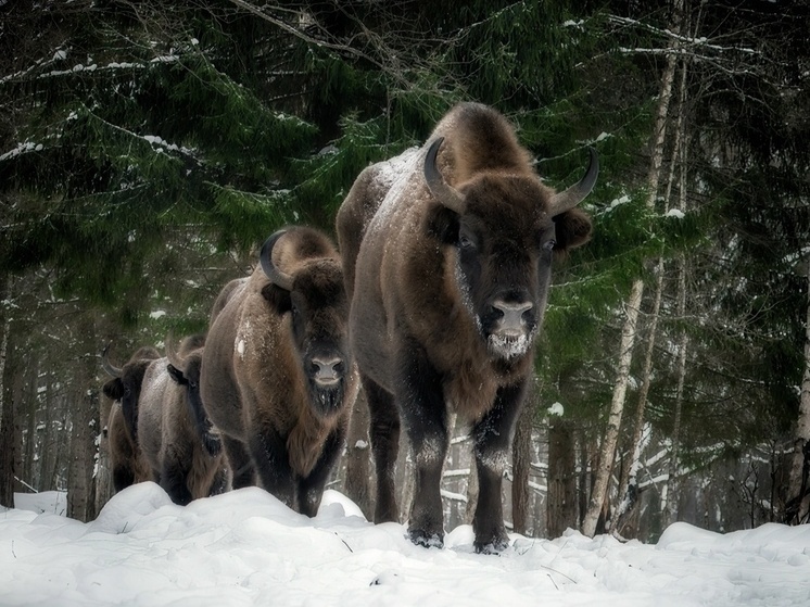 Скорый старт экскурсий к зубрам пообещал заповедник на границе Тульской области